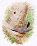 Nuthatch