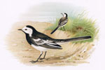 Pied Wagtail