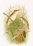 Reed Warbler