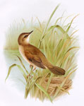 Savi's Warbler