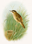 Sedge Warbler