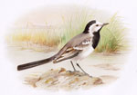 White Wagtail