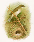 Willow Warbler