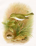 Wood Warbler