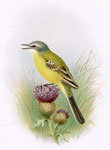 Blue-headed Wagtail