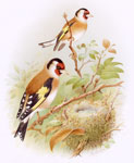 Goldfinch