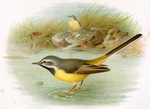 Grey Wagtail