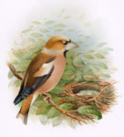 Hawfinch