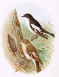 Pied Flycatcher