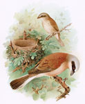 Red-backed Shrike