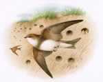 Sand Martin