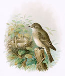 Spotted Flycatcher