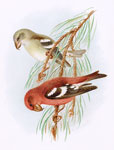 Two-barred Crossbill