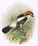 Woodchat Shrike