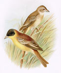 Black-headed Bunting