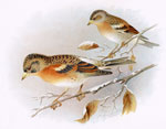 Brambling