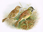 Cirl Bunting