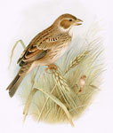 Corn Bunting