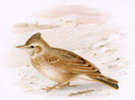 Crested Lark