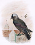 Jackdaw