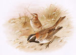 Lapland Bunting