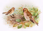 Lesser Redpoll