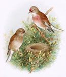 Linnet