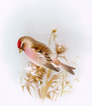 Mealy Redpoll