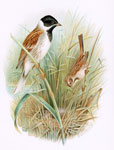 Reed Bunting