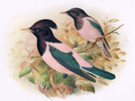 Rose-coloured Starling