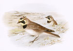 Shore Lark