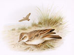 Short-toed Lark