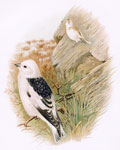 Snow Bunting