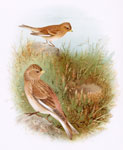 Twite