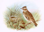 Wood Lark