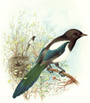 Magpie