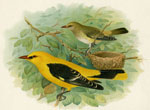 Golden Oriole