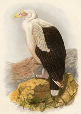 Angola Vulture