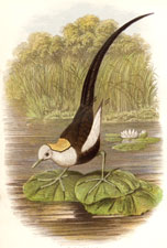 Chinese Jacana