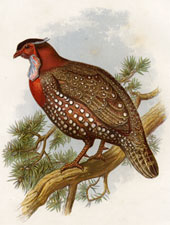 Hastings Tragopan