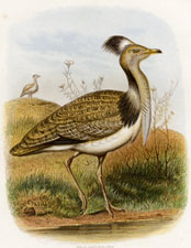 Houbara