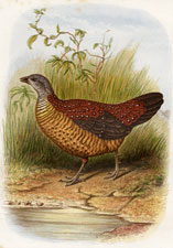 Painted Spur-Fowl