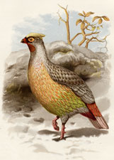 Sanguine Francolin