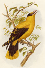 Sharp-billed Oriole