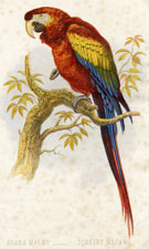 Scarlet Macaw