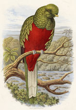 Beautiful Trogon