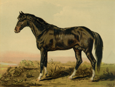 A Dongola Horse