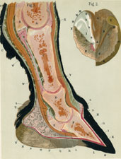 Section of Horse's Leg & Foot