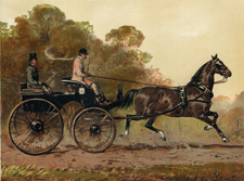 Single Harness Phaeton Horse 