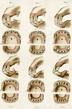 Teeth, plate 2